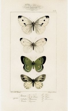 three butterflies with different colors and markings on their wings are shown in this antique print