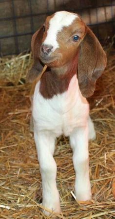 a baby goat standing on top of dry grass