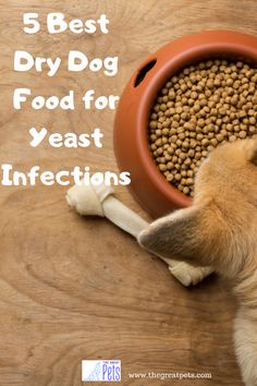 a dog eating food out of a bowl with the words 5 best dry dog food for yeast