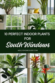 some house plants that are in front of a window with the words 10 perfect indoor plants for