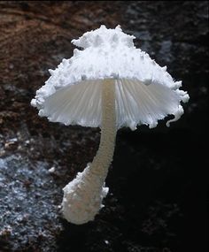 a white mushroom sitting on top of a black ground