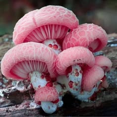 a group of pink mushrooms sitting on top of a tree branch