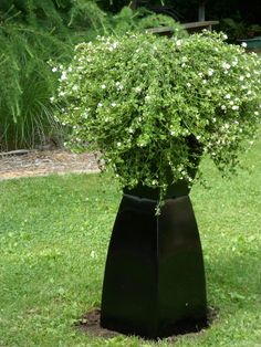 a black vase filled with white flowers on top of a green grass covered field next to trees