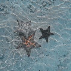 two starfishs in shallow water on the beach