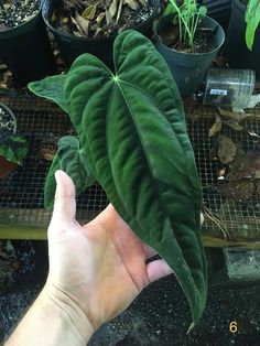 a person holding up a green leaf in front of some potted plants and dirt