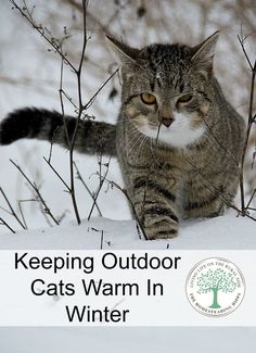 a cat walking through the snow in front of some trees and bushes with text reading keeping outdoor cats warm in winter