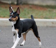 a small black and brown dog on a leash