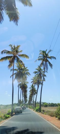 palm trees line the road as cars drive by