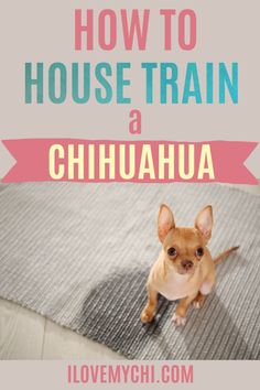 a small dog sitting on top of a rug with the words how to house train a chihuahua