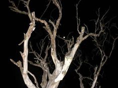 a tree with no leaves is lit up at night