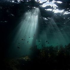 sunlight shining through the water onto an ocean floor with seaweed and other marine life