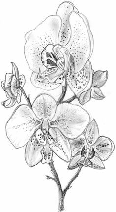 Orchids Drawing Sketches, Orchid Flower Sketch, Orchid Drawing, Flowers Sketch, Flowers Orchids, Orchid Photography