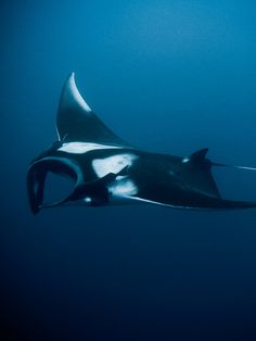 a manta ray swims in the blue water with it's tail sticking out