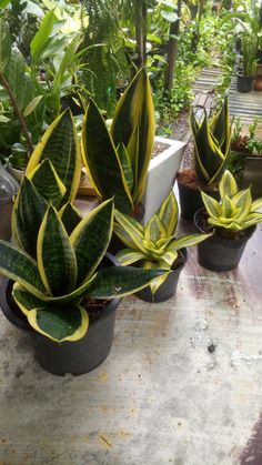 several potted plants sitting on top of a wooden table