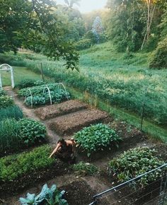 the garden is full of green plants and dirt, with one person laying on the ground