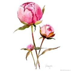 two pink roses are shown in this watercolor painting