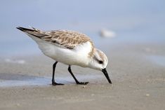 a small white and brown bird standing on top of a sandy beach next to the ocean