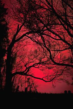 the sky is red and there are many trees