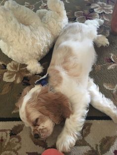 a white dog laying on top of a rug next to a red ball and stuffed animal