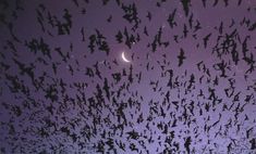 a flock of birds flying in the night sky