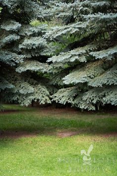 some trees are in the middle of a grassy area