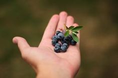 a person holding some blueberries in their hand