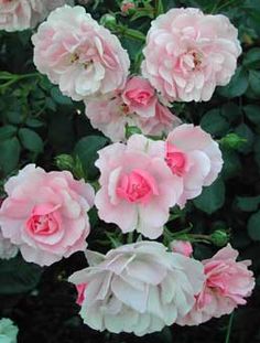 pink flowers are blooming in the garden