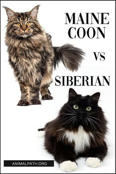 maine goon vs siberian cat poster