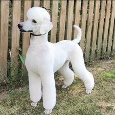 a white poodle standing in front of a wooden fence with grass on the ground