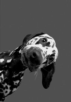 a black and white dalmatian dog sticking its tongue out