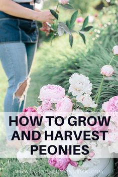 a woman standing in front of flowers with the words how to grow and harvest peonies