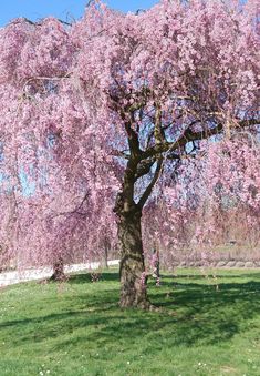 a large tree with pink flowers in the grass