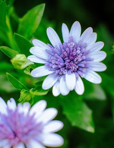 purple and white flowers with green leaves in the background