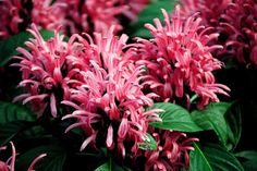 pink flowers with green leaves in the background