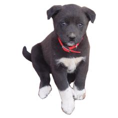 a small black and white dog with a red collar