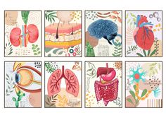 four different pictures of the human body and their organ systems, each with its own organs