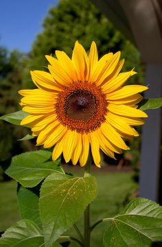 a bright yellow sunflower with seeds ready for harvest Harvesting Sunflower Seeds, Sunflower Iphone Wallpaper, Sunflower Images, Flower Identification, Sunflower Photo, Beautiful Flowers Photography