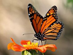 a large orange butterfly sitting on top of an orange flower