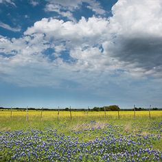 a field full of blue flowers under a cloudy sky