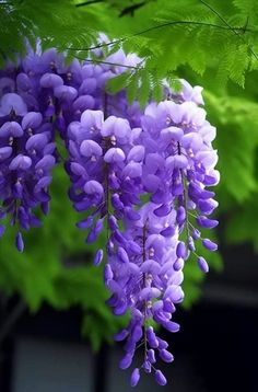 purple flowers hanging from the branches of a tree