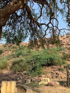 an animal that is standing in the dirt near some rocks and trees with no leaves on it