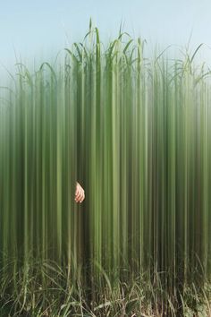 a hand reaching out from between tall grass