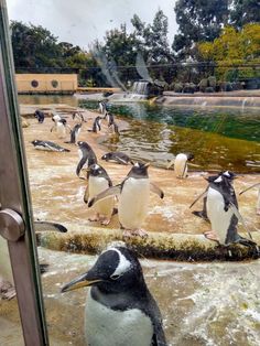 a bunch of penguins that are standing in front of a glass door and some water