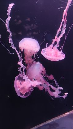 two pink jellyfish swimming in an aquarium