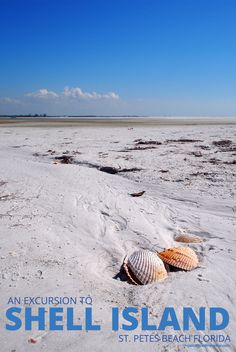 two seashells are laying on the beach in front of an excussion to shell island