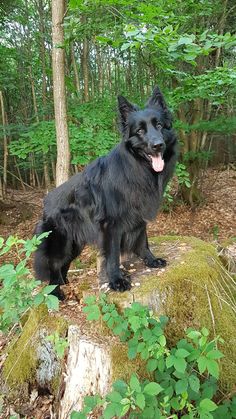 a large black dog standing on top of a rock in the middle of a forest