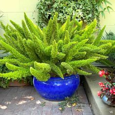 a blue vase filled with green plants on top of a brick floor next to potted plants