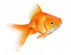 an orange goldfish swimming in the water on a white background stock photo 54978