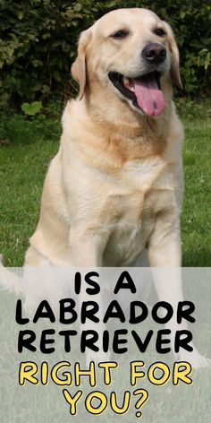 a labrador retriever is sitting in the grass with his tongue out and it's saying, is a labrador retriever right for you?