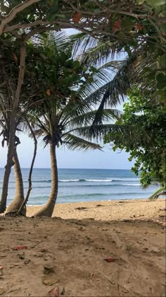 two palm trees on the beach near the ocean